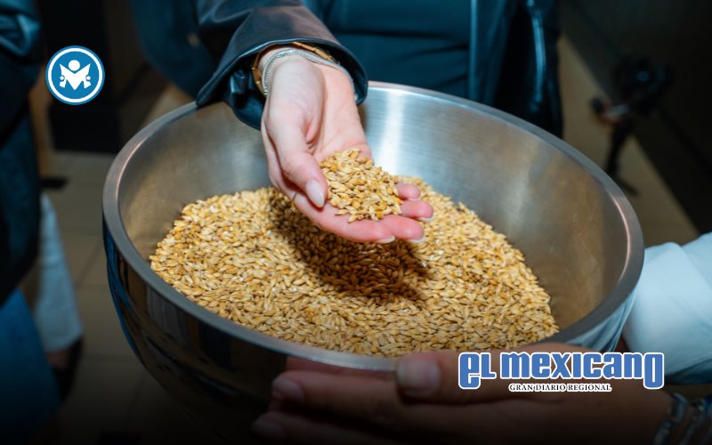 Malta: el corazón de una cerveza premium Malta: el corazón de una cerveza premium