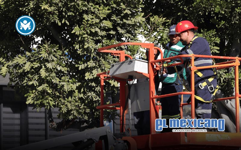 Nación Verde llama a reforzar la poda preventiva ante vientos de Santa Ana Nación Verde llama a reforzar la poda preventiva ante vientos de Santa Ana