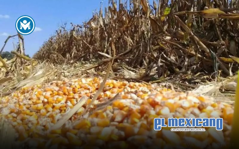 COUC rechaza propuesta de compra masiva de granos del Frente Nacional y advierte riesgos financieros COUC rechaza propuesta de compra masiva de granos del Frente Nacional y advierte riesgos financieros