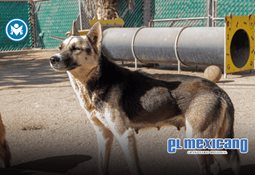 Alerta por mala calidad del aire en Tijuana por part&iacute;culas PM2.5