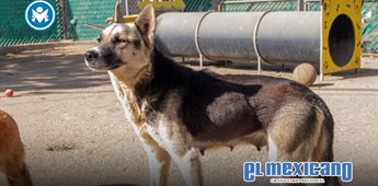 Invita gobierno de Claudia Agat&oacute;n a adoptar y no comprar animales de compa&ntilde;&iacute;a