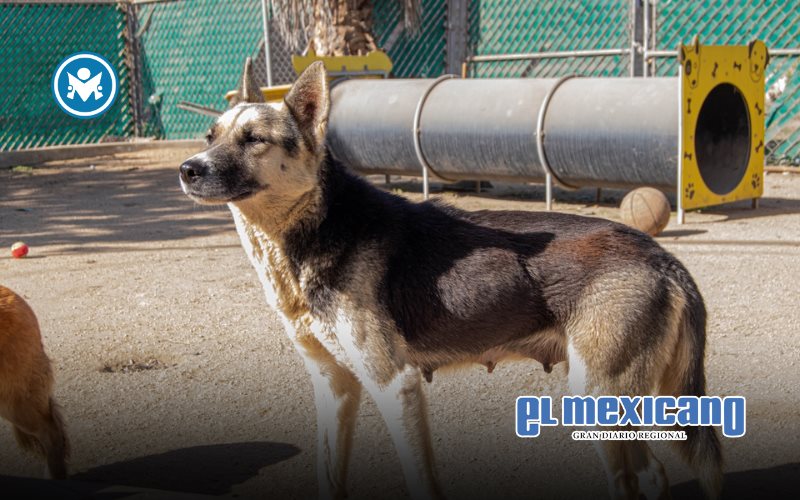 Invita gobierno de Claudia Agat&oacute;n a adoptar y no comprar animales de compa&ntilde;&iacute;a