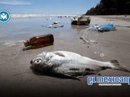 Cofepris alerta que seis playas mexicanas no son aptas para bañistas en vacaciones Cofepris alerta que seis playas mexicanas no son aptas para bañistas en vacaciones