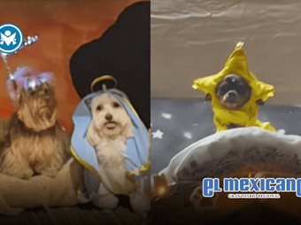 Pesebre hecho con perritos disfrazados se viraliza en redes