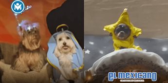 Pesebre hecho con perritos disfrazados se viraliza en redes