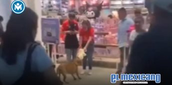 Perrito callejero recibe peluche como regalo de Navidad en Mérida Perrito callejero recibe peluche como regalo de Navidad en Mérida