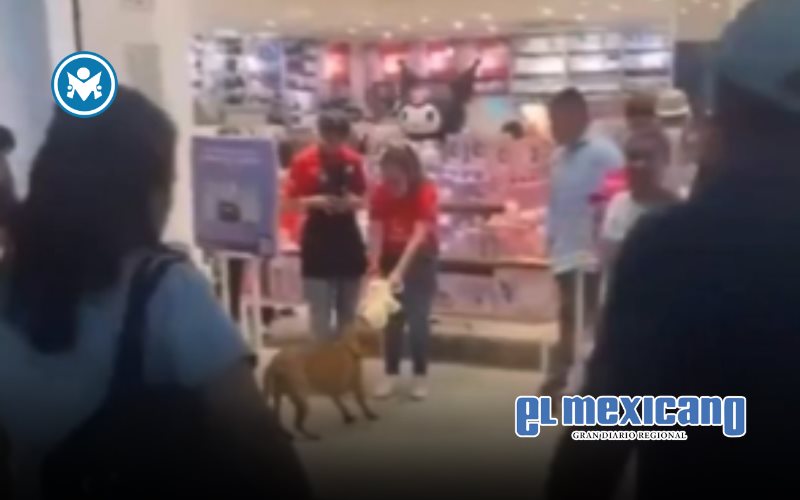 Perrito callejero recibe peluche como regalo de Navidad en Mérida Perrito callejero recibe peluche como regalo de Navidad en Mérida