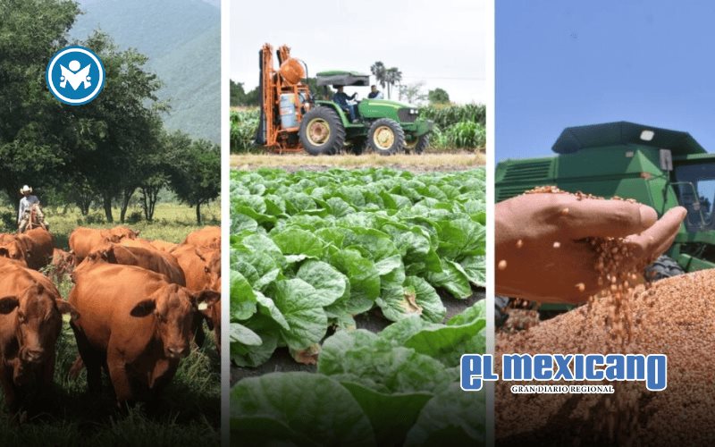 Saldo de la balanza comercial agroalimentaria de M&eacute;xico se desploma casi 50% en 2025