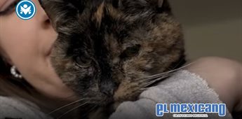 Flossie, la gata viva m&aacute;s longeva del mundo, celebra 30 a&ntilde;os y bate r&eacute;cords