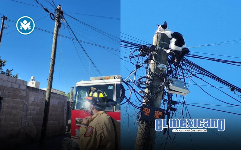 Rescatan a gato atrapado en poste de luz tras un reporte ciudadano