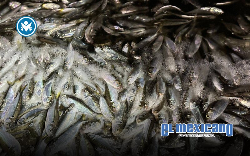 Vientos de Santa Ana causaron mortandad de peces en la presa Abelardo L. Rodríguez: CONAGUA Vientos de Santa Ana causaron mortandad de peces en la presa Abelardo L. Rodríguez: CONAGUA