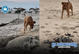 Policías de Ecatepec meten motos robadas a una vivienda Policías de Ecatepec meten motos robadas a una vivienda