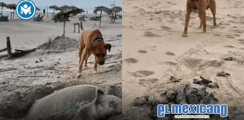 Solovino el perro guardián de tortugas en Playa Miramar Solovino el perro guardián de tortugas en Playa Miramar
