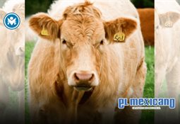 Retienen a diputada Alejandra Ang en la garita de Calexico por dinero no declarado