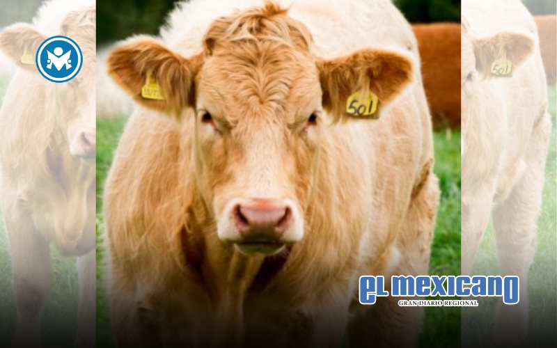 Invita SADER BC a renovar patente ganadera y comercial