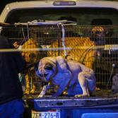Asegura Policía Municipal de Tijuana a hombre por presunta omisión de cuidados tras ataque de perros a menor