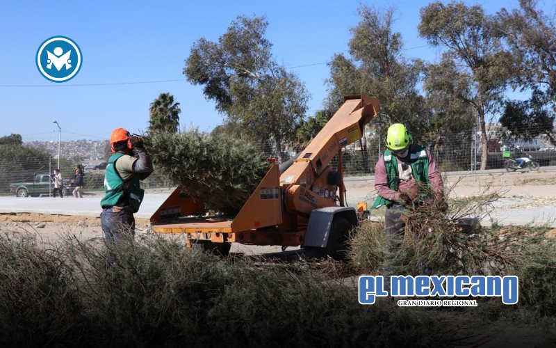Llama Nación Verde a convertir arbolitos de Navidad en “Mucho Mulch” Llama Nación Verde a convertir arbolitos de Navidad en “Mucho Mulch”