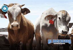 Alejandro Gertz Manero, propuesto como embajador de M&eacute;xico en Reino Unido