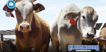 Alcanza detecci&oacute;n de gusano barrenador del ganado a 50% de las entidades federativas