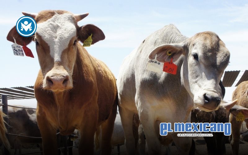 Alcanza detecci&oacute;n de gusano barrenador del ganado a 50% de las entidades federativas