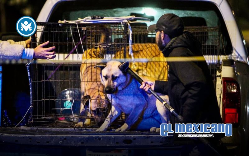 Menor de cuatro a&ntilde;os en estado grave tras ataque de perros