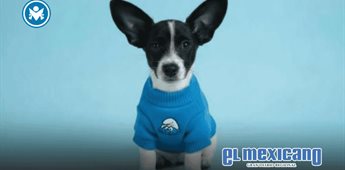 Pitufino vuelve al refugio: lo devuelven a los 10 días por no aprender a ir al baño Pitufino vuelve al refugio: lo devuelven a los 10 días por no aprender a ir al baño