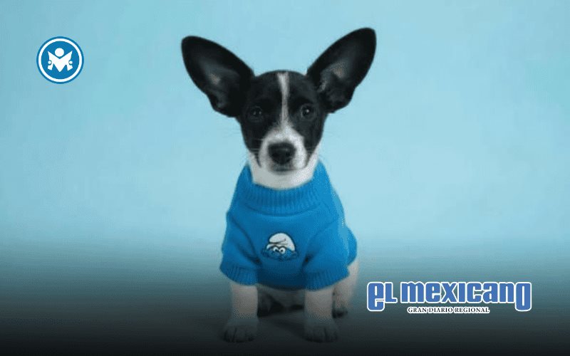 Pitufino vuelve al refugio: lo devuelven a los 10 días por no aprender a ir al baño Pitufino vuelve al refugio: lo devuelven a los 10 días por no aprender a ir al baño