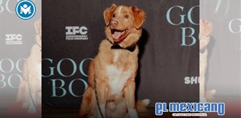 Indy, el perro protagonista de Good Boy, hace historia y gana el ASTRA Indy, el perro protagonista de Good Boy, hace historia y gana el ASTRA