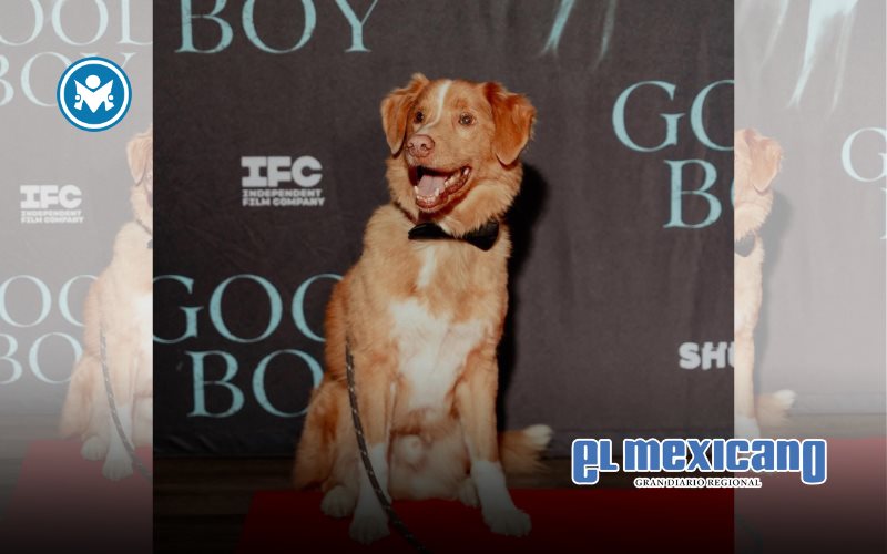 Indy, el perro protagonista de Good Boy, hace historia y gana el ASTRA