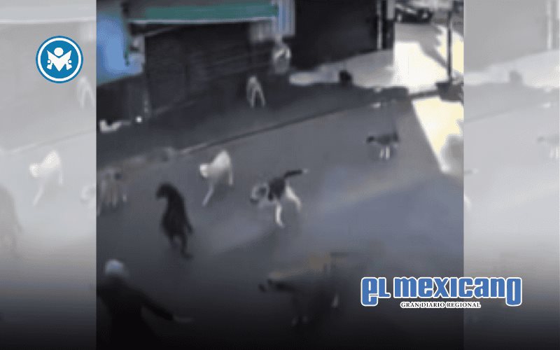 Feroz ataque de jaur&iacute;a deja a mujer de la tercera edad lesionada