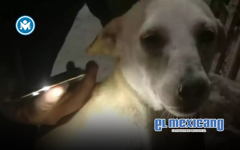 Hombre ataca a perro con machete y huye entre risas en Tizim&iacute;n