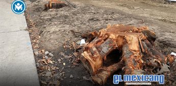 Empresa automotriz plantará 1.650 árboles tras tala en Paseo de los Héroes Empresa automotriz plantará 1.650 árboles tras tala en Paseo de los Héroes