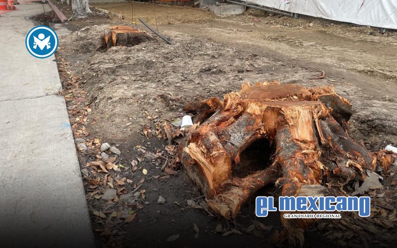 Empresa automotriz plantará 1.650 árboles tras tala en Paseo de los Héroes Empresa automotriz plantará 1.650 árboles tras tala en Paseo de los Héroes