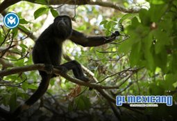 Captan a jaguar en Parque Nacional de Tulum Captan a jaguar en Parque Nacional de Tulum