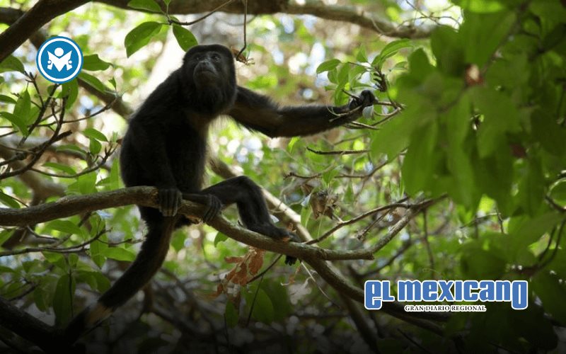 Gusano barrenador ya cobra v&iacute;ctimas en fauna silvestre y enciende alerta sanitaria en M&eacute;xico