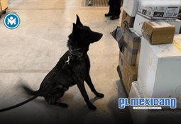 Captan a jaguar en Parque Nacional de Tulum Captan a jaguar en Parque Nacional de Tulum