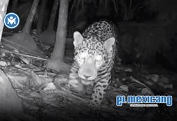 La IA entra al coraz&oacute;n de los pagos: M&eacute;xico podr&iacute;a gestionar m&aacute;s de 8 mil millones de transacciones electr&oacute;nicas al a&ntilde;o