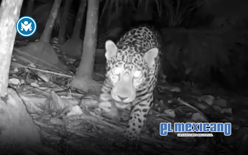 Captan a jaguar en Parque Nacional de Tulum Captan a jaguar en Parque Nacional de Tulum