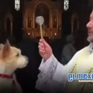 ¡Ni el agua bendita lo calma! Perrito gruñe en bendición de mascotas ¡Ni el agua bendita lo calma! Perrito gruñe en bendición de mascotas