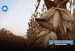 Auntie Anne&acute;s llega a M&eacute;xico con su primer local en Monterrey