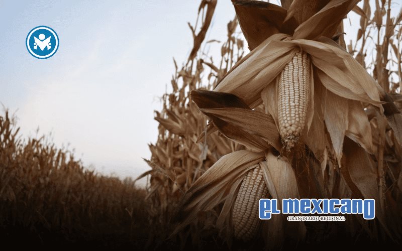 Productores de Sinaloa exigen acciones concretas ante crisis del ma&iacute;z