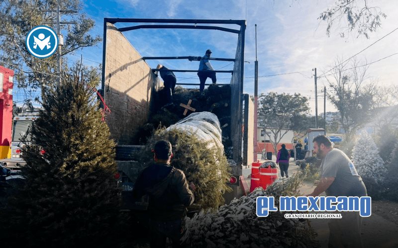 Recolectan más de 2 mil árboles navideños en campaña de reciclaje Recolectan más de 2 mil árboles navideños en campaña de reciclaje
