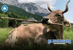 Edúquese: Mujer enfrenta a joven por llevar a su perro a un supermercado Edúquese: Mujer enfrenta a joven por llevar a su perro a un supermercado