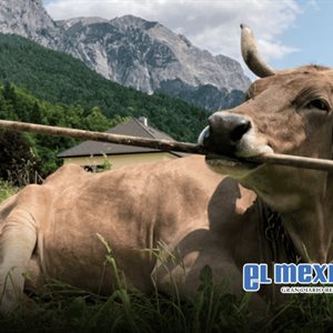 Veronika, la vaca que usa herramientas, revoluciona la ciencia animal