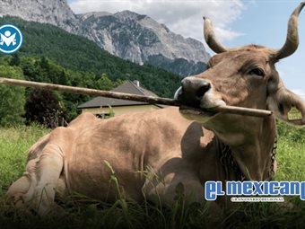 Veronika, la vaca que usa herramientas, revoluciona la ciencia animal Veronika, la vaca que usa herramientas, revoluciona la ciencia animal