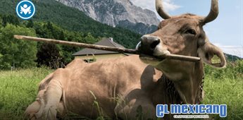 Veronika, la vaca que usa herramientas, revoluciona la ciencia animal Veronika, la vaca que usa herramientas, revoluciona la ciencia animal