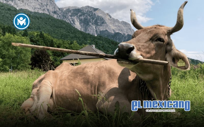 Veronika, la vaca que usa herramientas, revoluciona la ciencia animal Veronika, la vaca que usa herramientas, revoluciona la ciencia animal