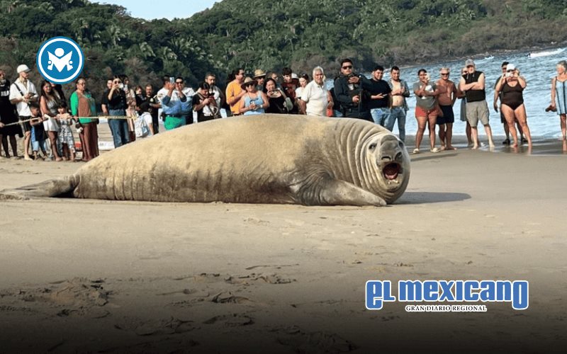 Elefante marino sorprende en playa Los Ayala, Nayarit