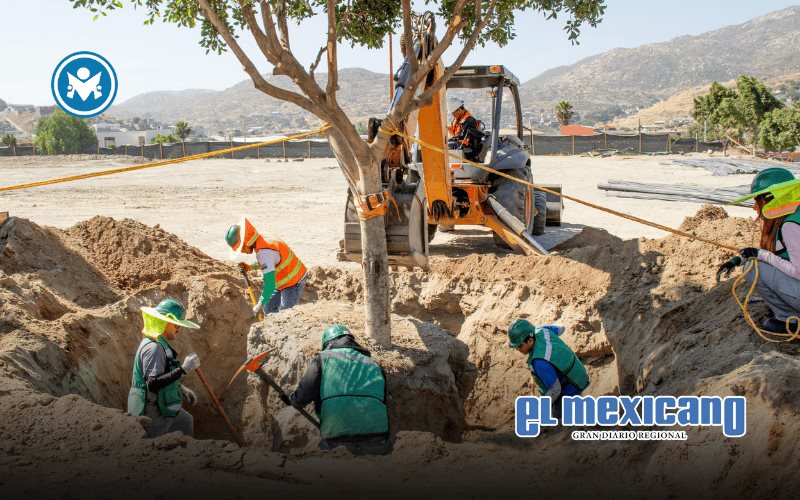 Naci&oacute;n Verde impulsa el trasplante responsable de &aacute;rboles para proteger el arbolado urbano