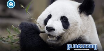 Panda gigante deja de estar en peligro de extinción Panda gigante deja de estar en peligro de extinción